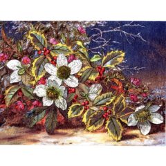 6630 Holly & Christmas Roses – by Albert Williams