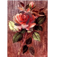 P1741 Pink Rose – Published by F.W. Warren Limited
